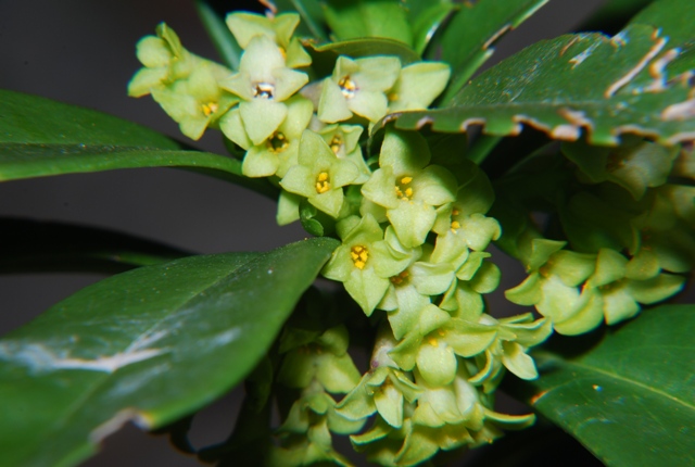 Daphne laureola